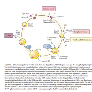 The Harmony of Human Lipids: A Clinical Treatise on Metabolism, Diagnostic Logic, and Integrative Therapeutics