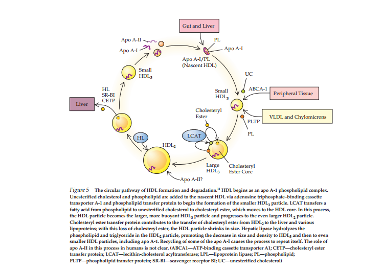 The Harmony of Human Lipids: A Clinical Treatise on Metabolism, Diagnostic Logic, and Integrative Therapeutics