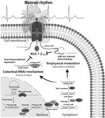 The Sacred Rhythm and its Deviations: A Comprehensive Clinical Treatise on Tachyarrhythmias for the Modern Practitioner